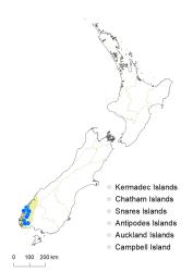 Veronica notialis distribution map based on databased records at AK, CHR & WELT.
 Image: K.Boardman © Landcare Research 2022 CC-BY 4.0
